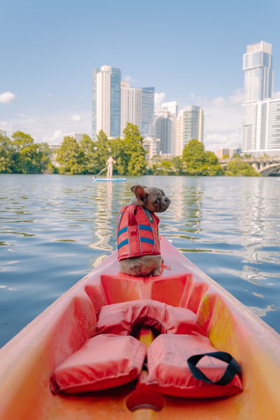白天，棕色短毛狗在水面上划着橙色的皮艇